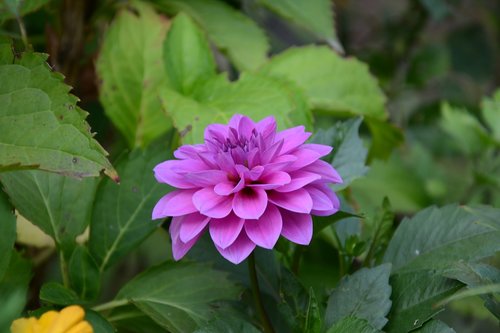 pink  flower  garden