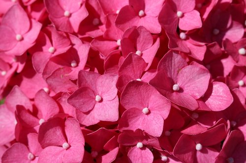 pink  flower  nature