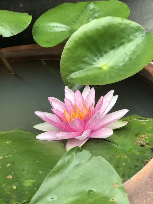 pink  green  the lotus pond