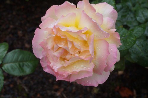 pink  yellow  rose