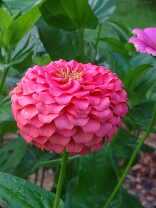 pink  zinnia  colorful