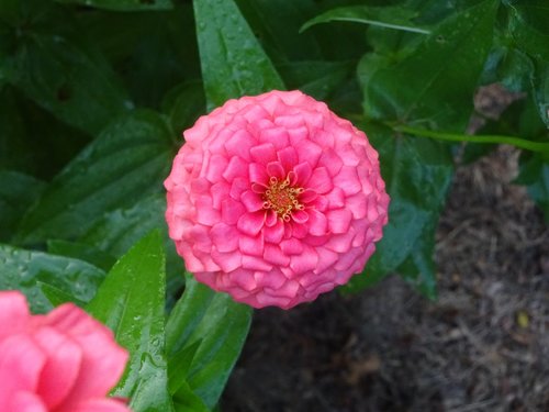 pink  zinnia  flower