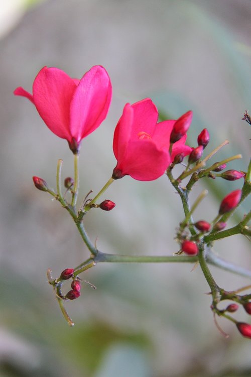 pink  the nature of the  flower