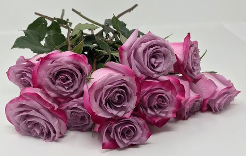 pink  roses  rose
