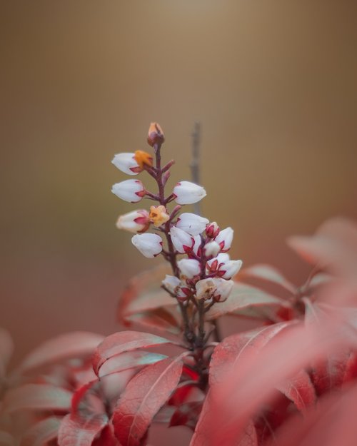 pink  bloom  summer