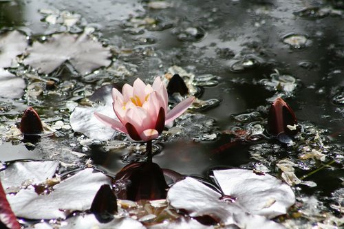 pink  water lily  lily pad