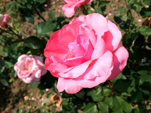 pink  rose  nature