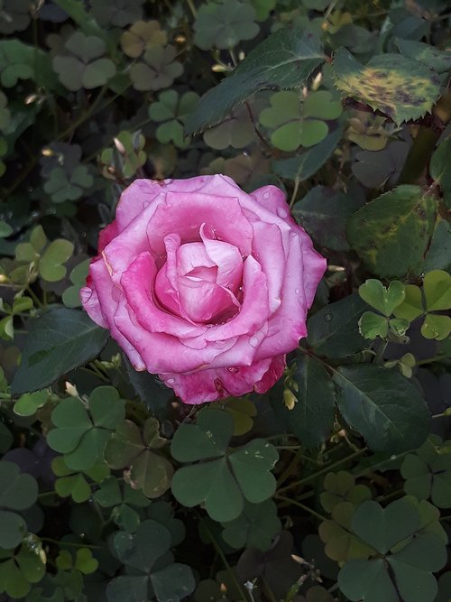 pink  rose  pink roses