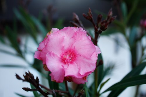 pink  macro  flower
