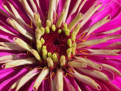 pink  zinnias  flower