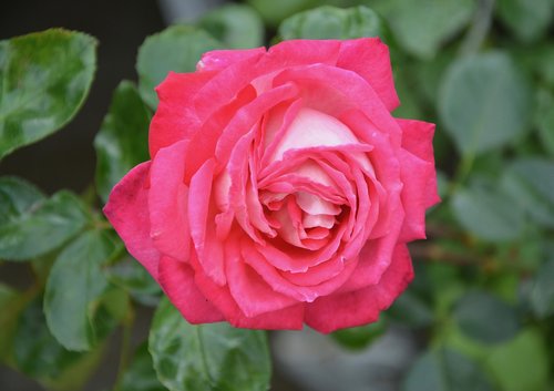 pink  rosebush  flowers
