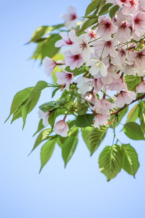 pink  cherry blossom  nature