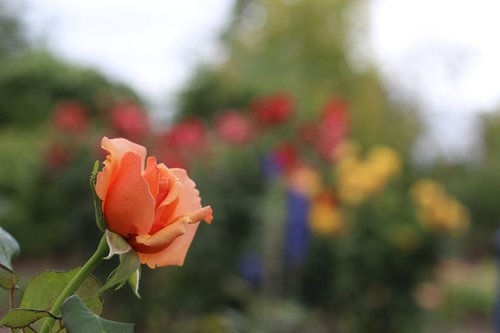 pink  orange  flower