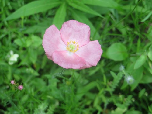 pink  poppy  bloom