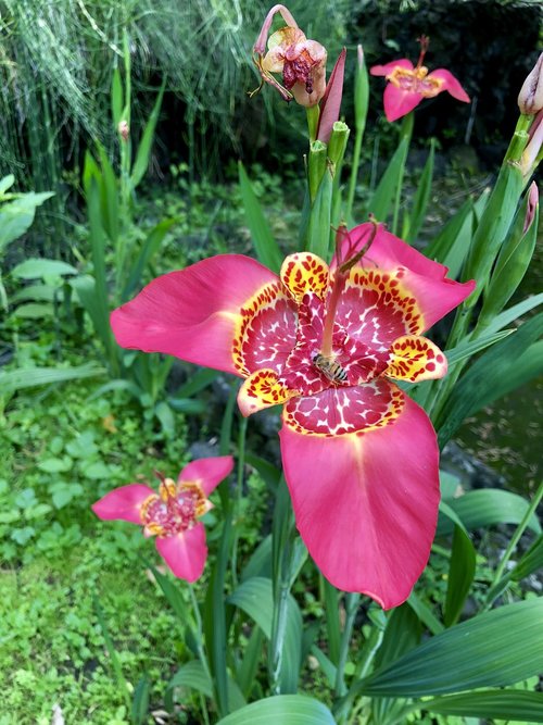 pink  flower  blossom