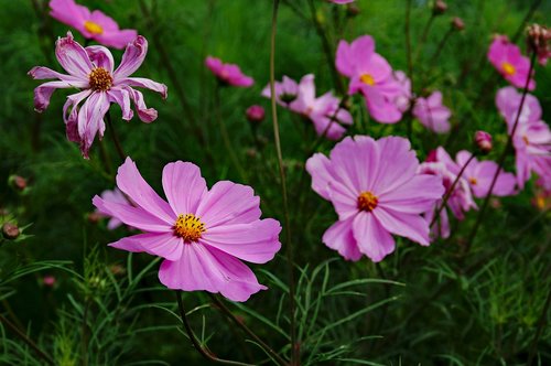 pink  flower  flowers