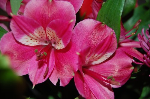pink  floral  spring