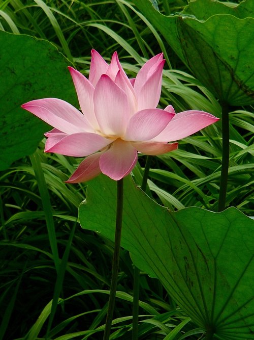 pink  vietnam  lotus