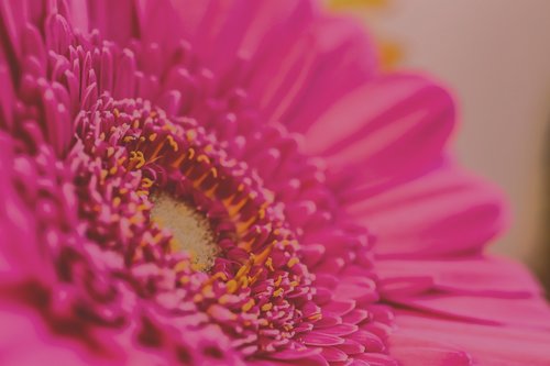 pink  flower  close up