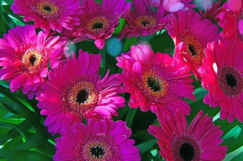 pink  gerbera  pink flowers