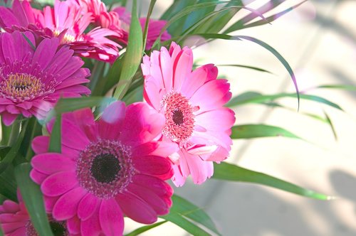pink  gerbera  pink flowers