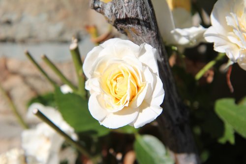 pink  rosebush  white rose