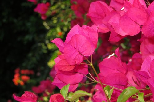pink  plant  flower