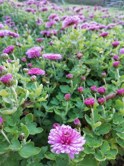 pink  garden  flowers