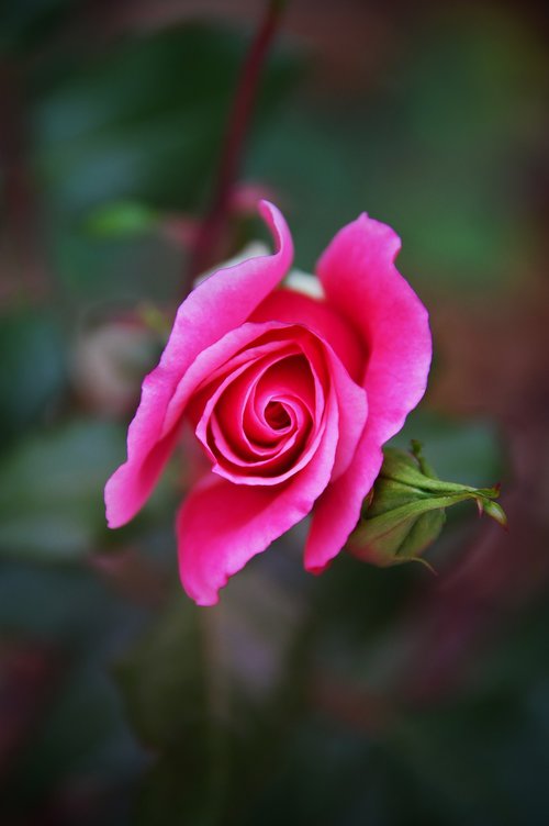 pink  rose  autumn rose