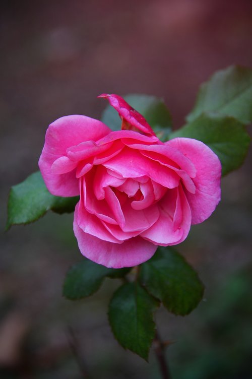 pink  rose  autumn rose
