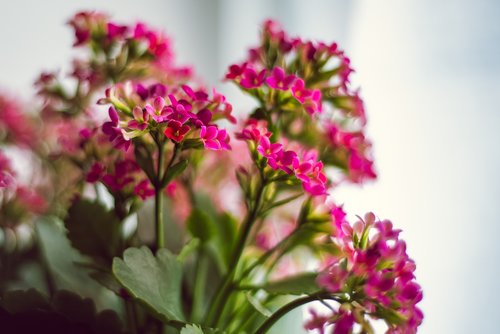 pink  kalanchoe  flower