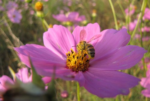 pink  flower  bee