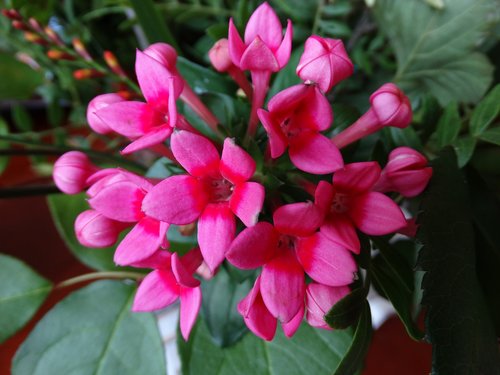 pink  flower  flowers