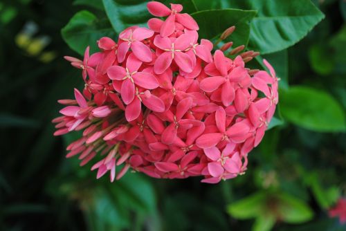 pink flower bright