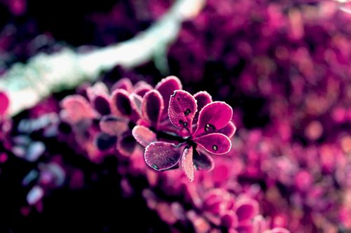 pink  background  plant