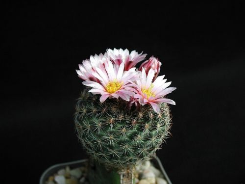 pink barbed cactus