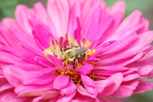 pink  bee  flower