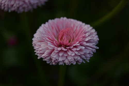 pink  flower  beauty