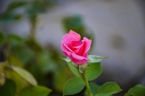 pink  rose  love