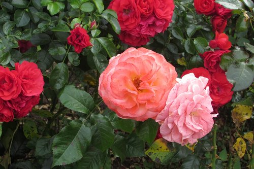 pink  flowers  spring