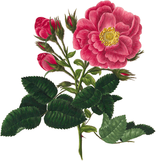 pink  rose  vintage