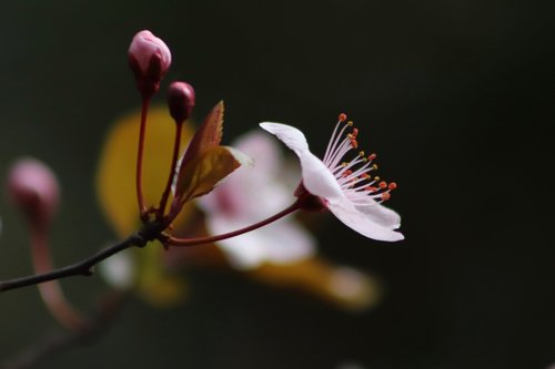 pink  early bloomer  plum blossom