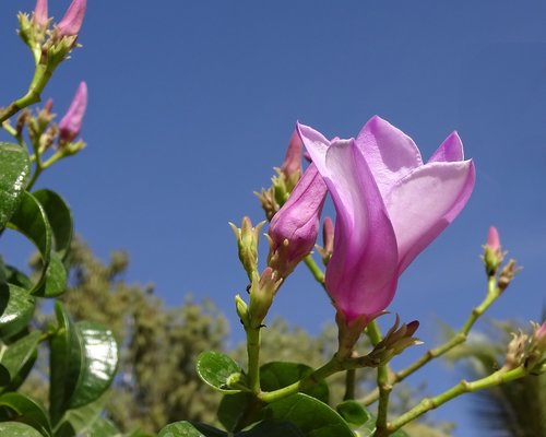 pink  flower  exotic