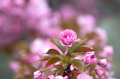 pink  japan cherry  flower
