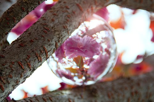 pink  japan cherry  flower