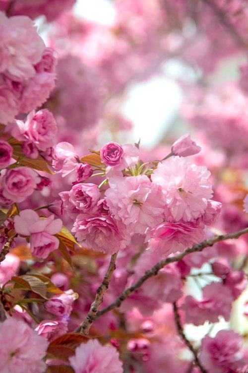 pink  japan cherry  flower