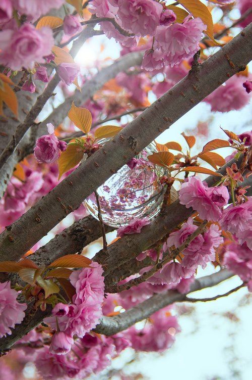 pink  japan cherry  flower