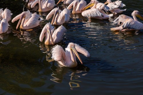 pink  pelican  pelicans