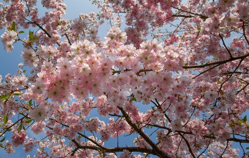 pink  blossom  spring