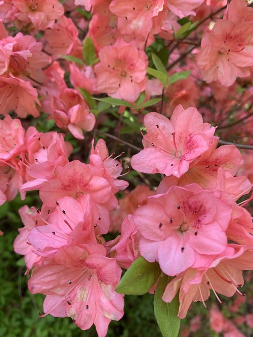 pink  azalea  blossom